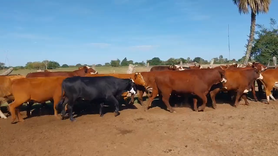 Lote 80 Vacas nuevas C/ gtia de preñez