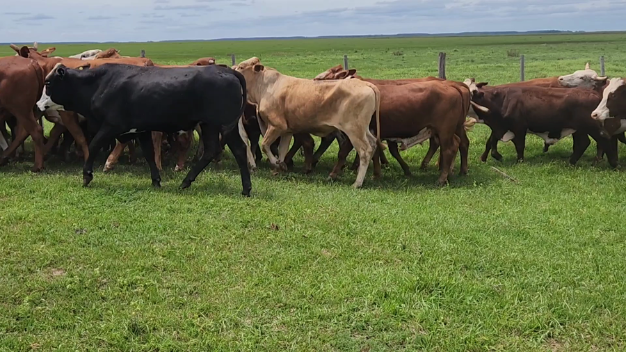 Lote 40 Novillitos en Concepción, Corrientes