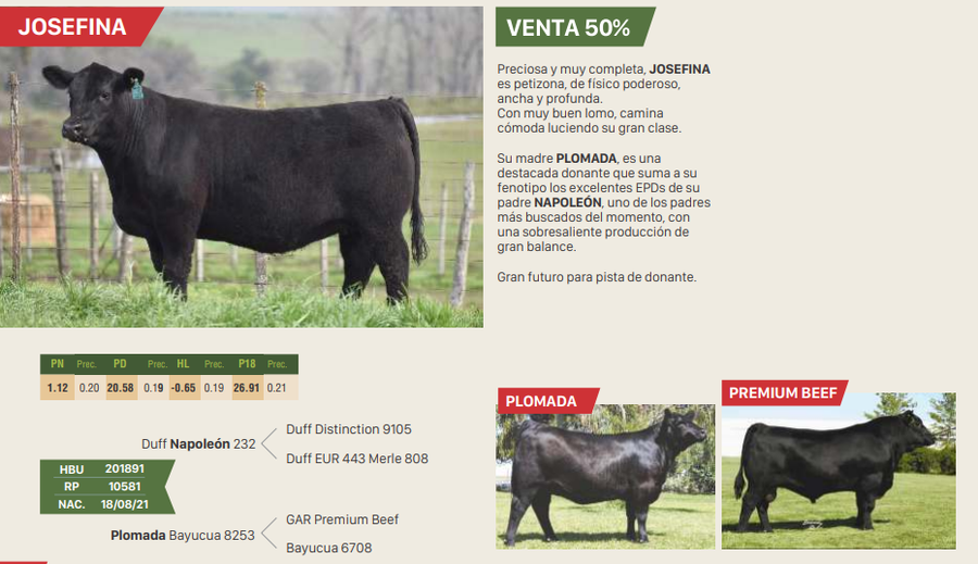 Lote CHACHACHA - MALTA - JOSEFINA