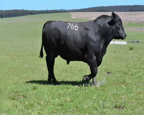 Lote TORO 766