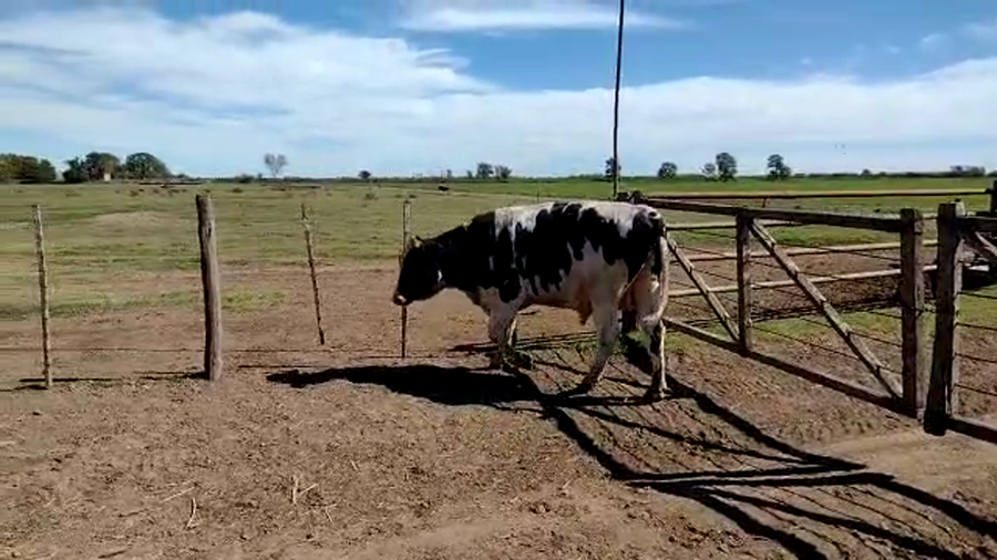 Lote 1 Toros en Col. Aldao, Santa Fe