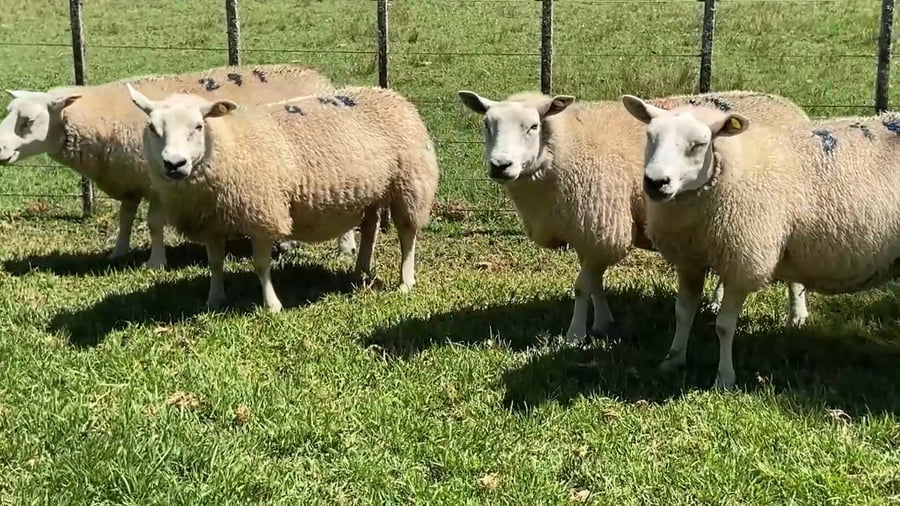 Lote 5 ovejas y borregas PI