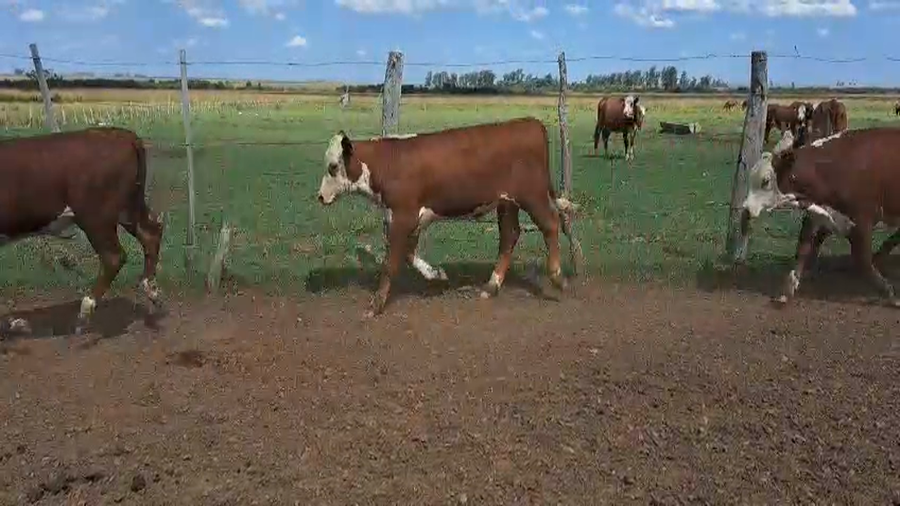 Lote 65 Terneros