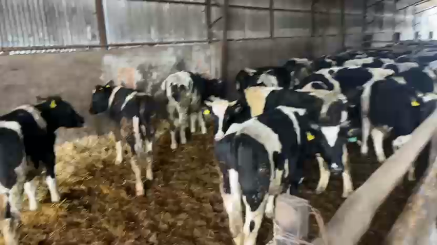 Lote 29 Novillo Engorda en Vilcún, IX Región Araucanía