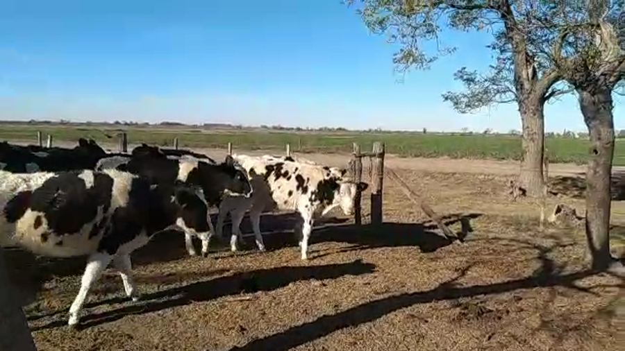Lote 20 Novillitos Holando Argentino en Humberto 1º, Santa Fe