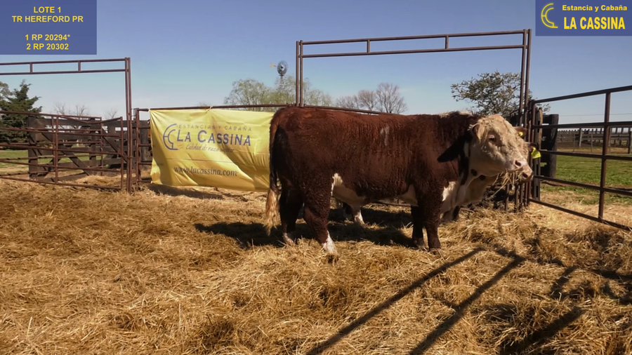 Lote TOROS P. HEREFORD PURO REGISTRADO