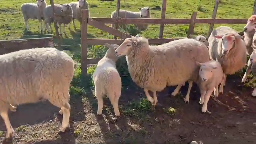 Lote (Vendido)11 Ovejas HIGHLANDER a remate en #49 Pantalla Carmelo en PUNTAS DEL PERDIDO