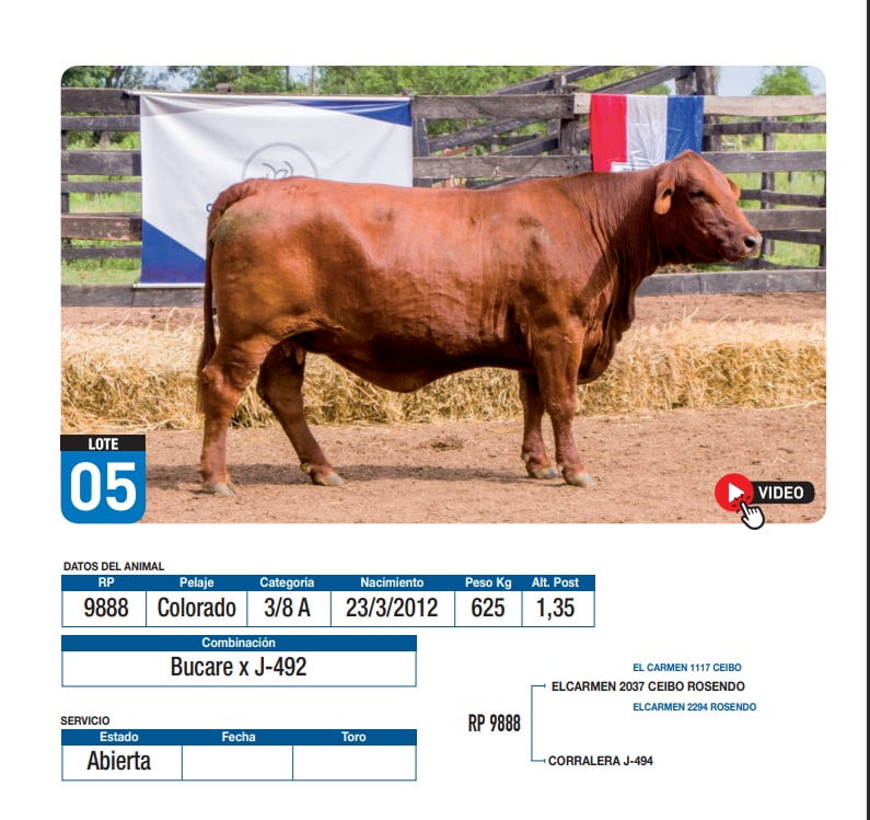 Lote Bucare x J-492