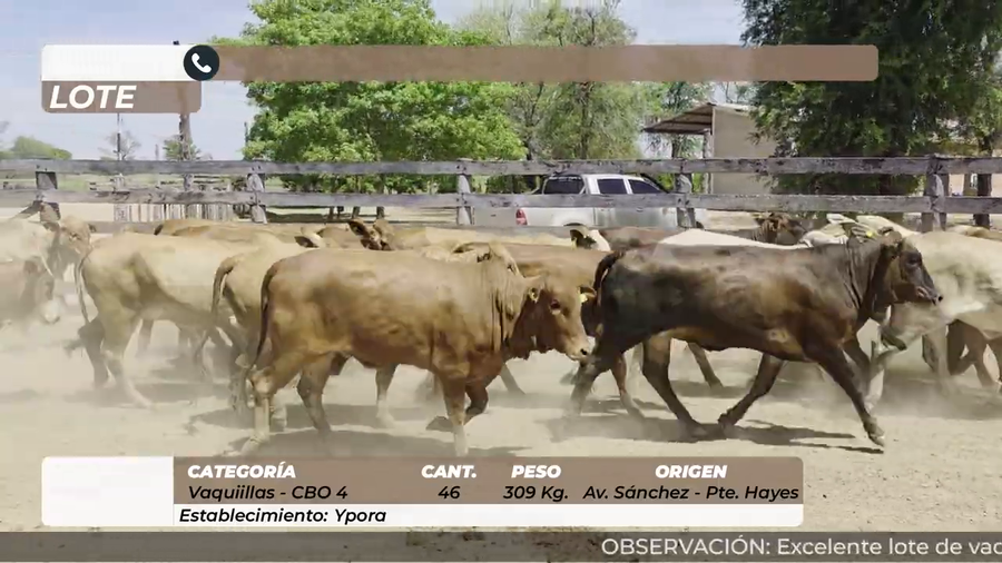Lote Vaquillas CBO 4