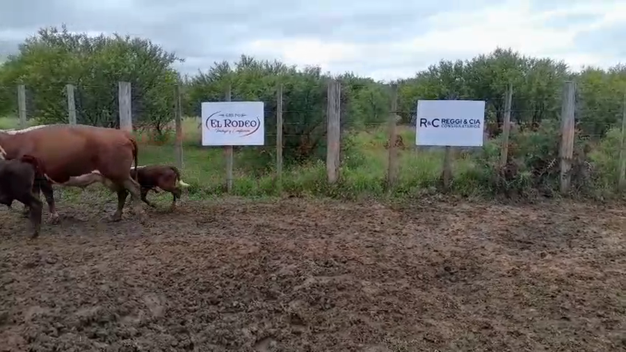 Lote 50 Vacas CUT paridas y vacias