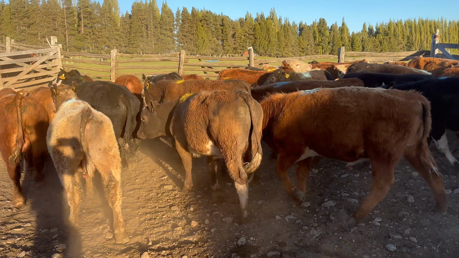 Lote 75 Ternero en Coyhaique, XI Región Aysén