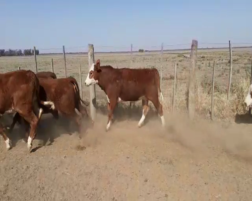 Lote 45 VAQUILLONAS BRAFORD PARA SERVICIO, EN BOBADAL, SANTIAGO DEL ESTERO.-