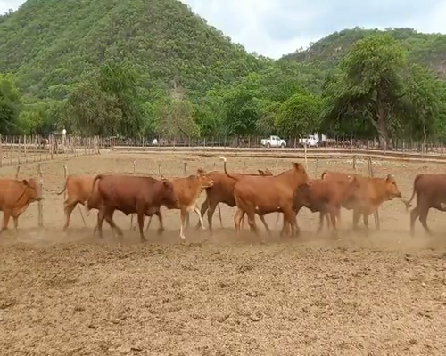 Lote 76 Vaquillonas Brangus Coloradas de 245 Kg, en El Tala, Salta.-