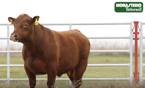 Lote TOROS GENERALES, CONTROLADOS Y REGISTRADOS