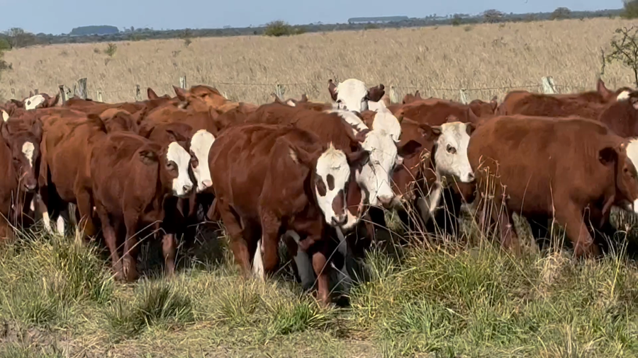 Lote 71 Terneros en Corrientes, Mercedes