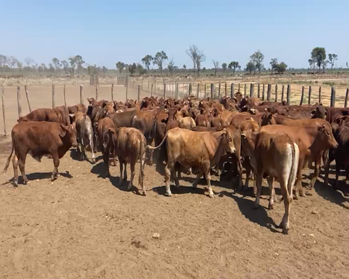 Lote 80 Novillitos en Bandera, Santiago del Estero
