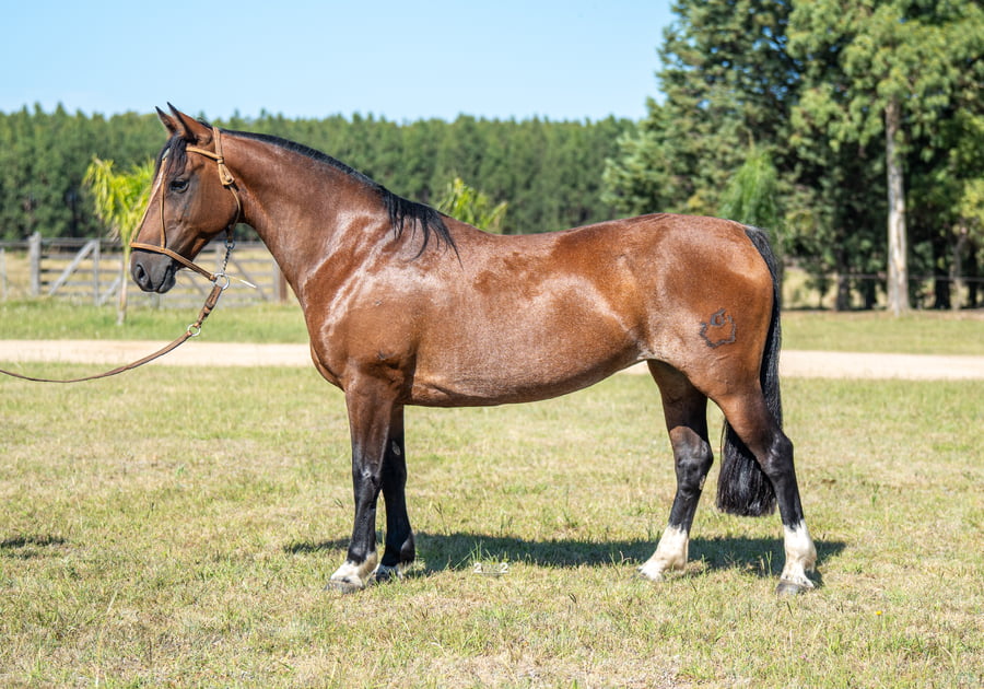 Lote REPÚBLICA SANTA CARMEN