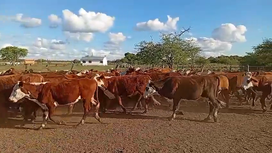 Lote 55 Novillitos en Corrientes, Saladas
