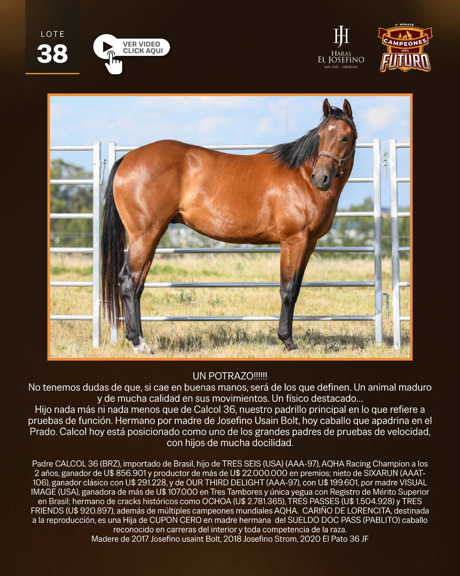 Lote DON HERNANDEZ JF