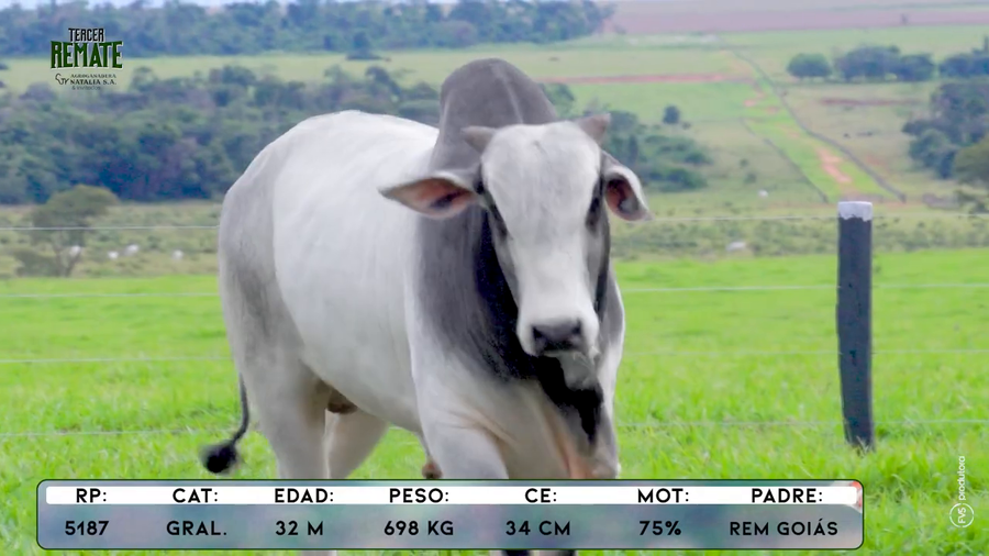 Lote Toros a remate en Tercer Remate Agroganadera Natalia, Concepción