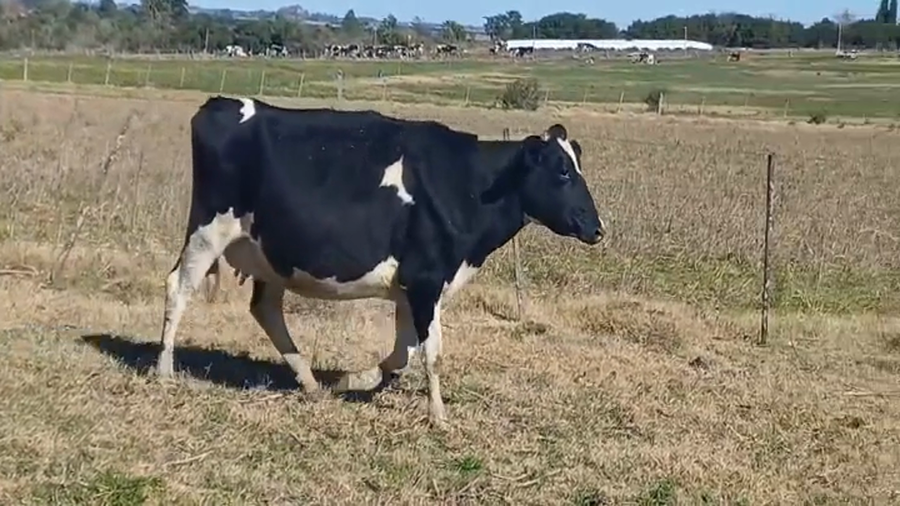 Lote (Vendido)Vacas preñadas HOLANDO a remate en #47 Pantalla Carmelo en CUFRE