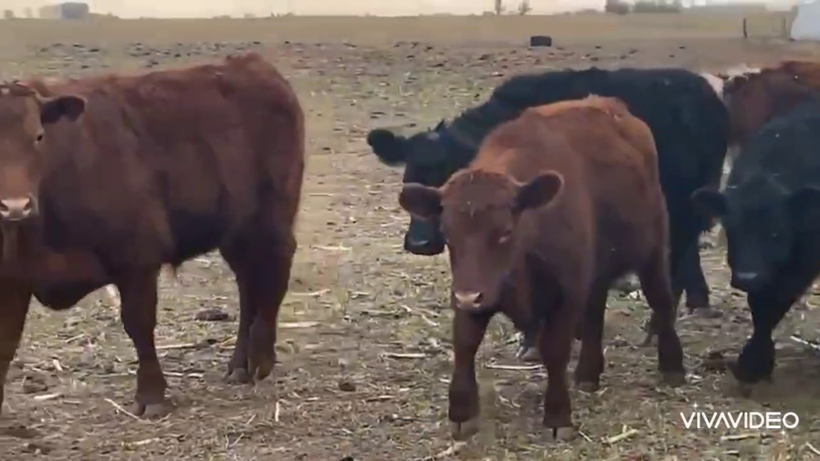 Lote 55 Novillitos en Tres Lomas, Buenos Aires