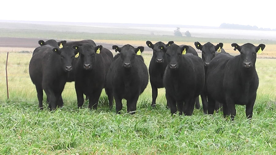 Lote VAQ.  ANGUS NEGRAS P. CONTROLADAS C/GTÍA DE PREÑEZ