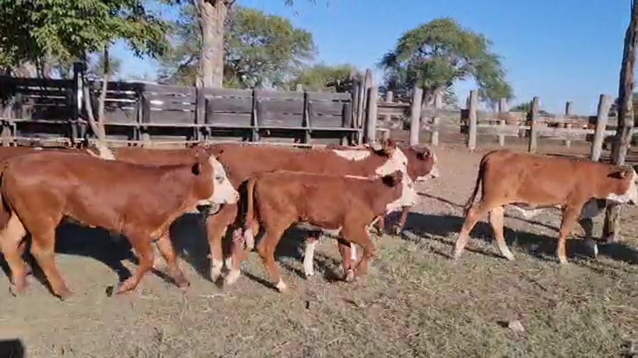 Lote 120 Terneros Braford en San Justo, Santa Fe