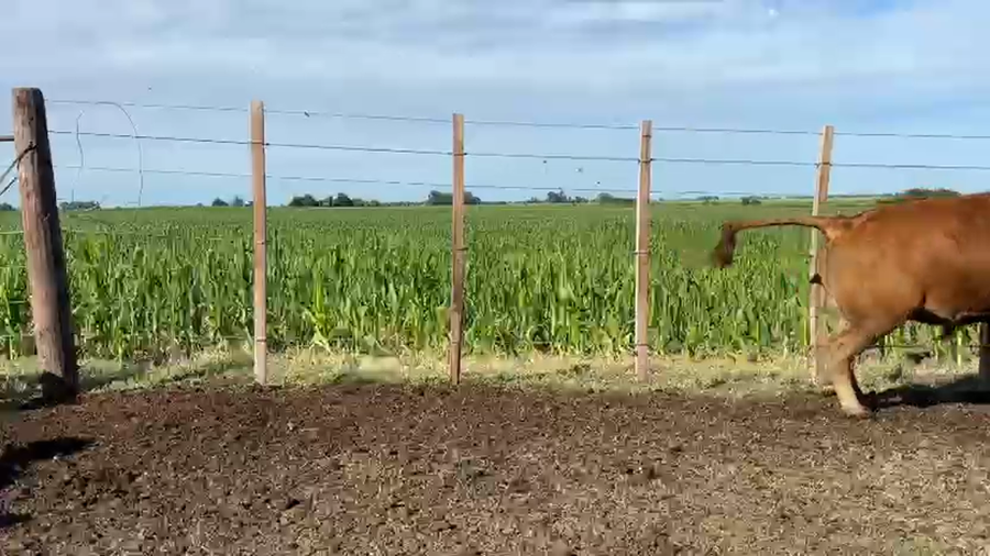 Lote 166 Novillitos en Pehuajó