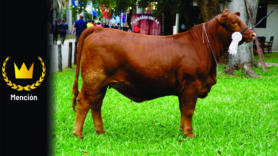Lote Brangus a Bozal Expo 2022 RP 3129 - Lote 5