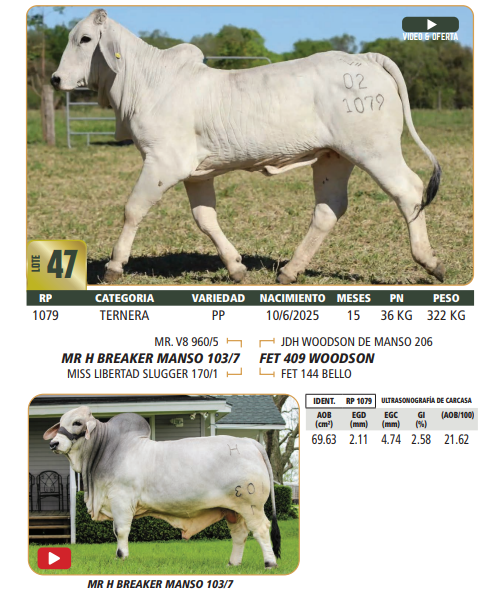 Lote LOTE 47