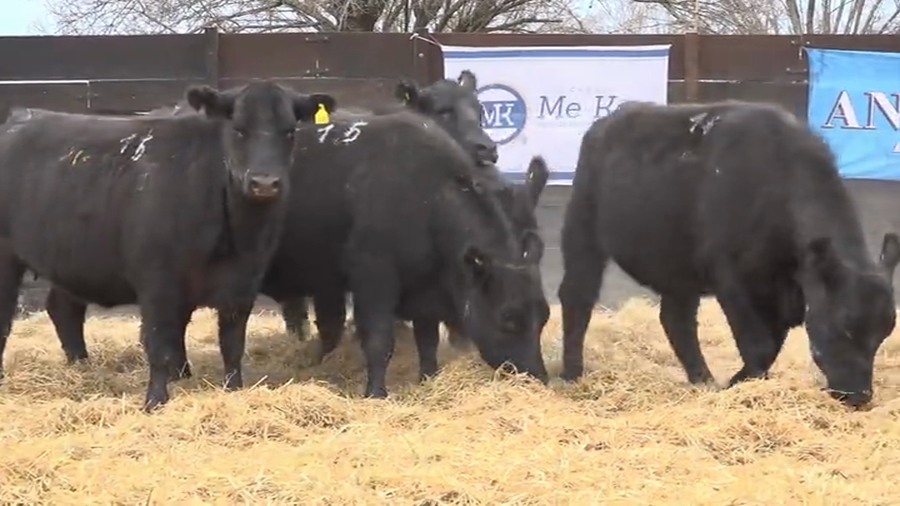 Lote Vaquillas Preñadas Me Ken