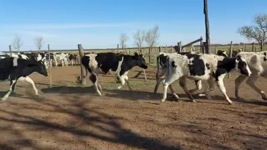 Lote Est. Don Osvaldo - Recria