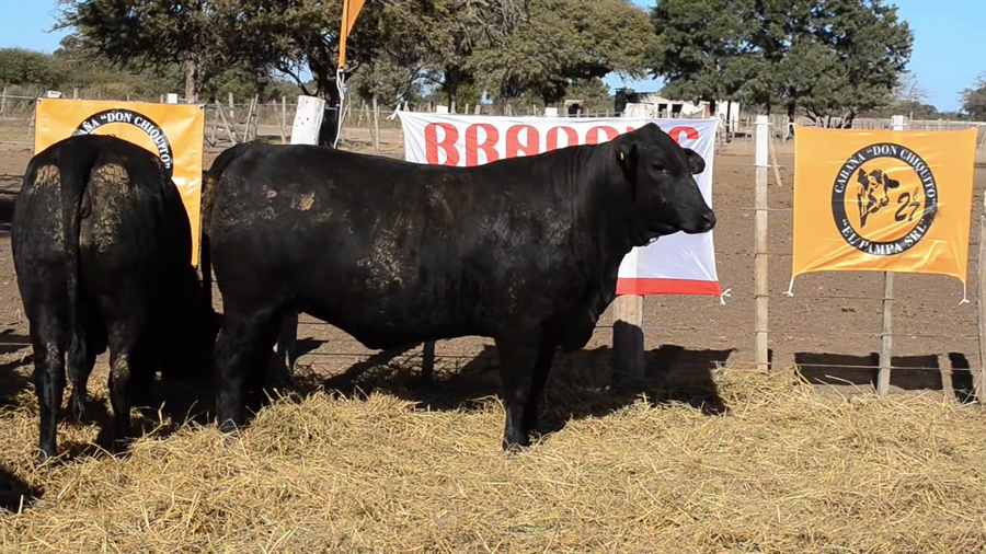 Lote Vaquillonas Brangus - Don Chiquito