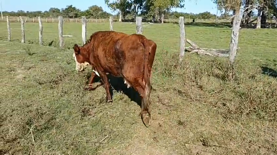 Lote 23 Vacas de invernar en Corrientes, Mercedes