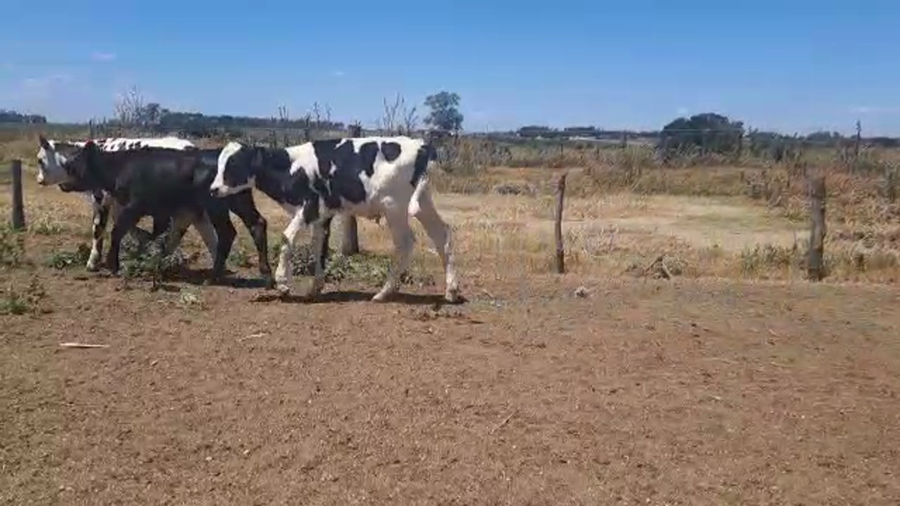 Lote 19 Terneros