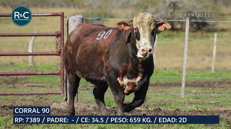 Lote Toro Media sangre