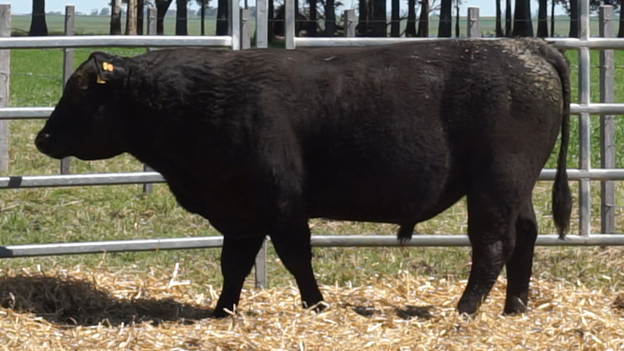 Lote 4 Toros a remate en 22º Remate Anual La Magdalena, Salto