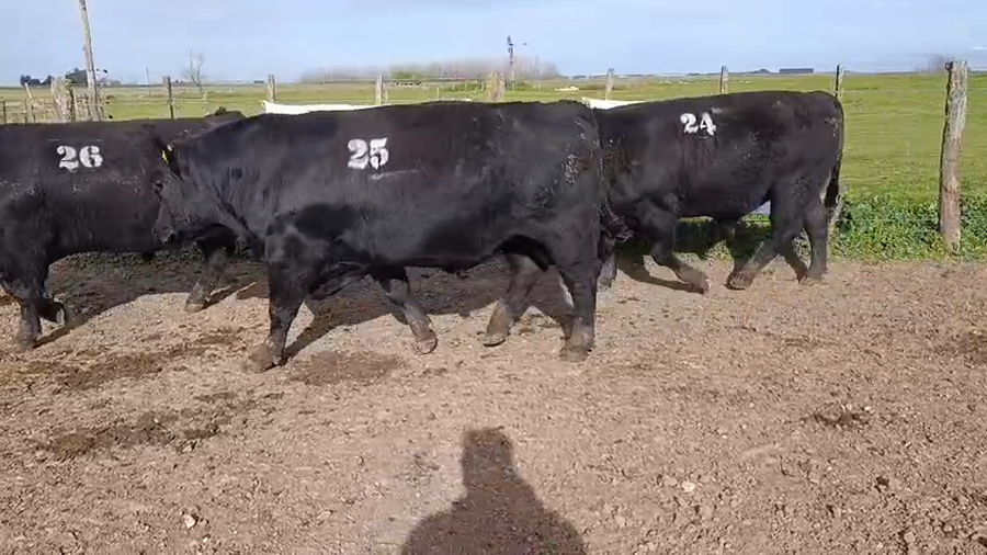 Lote Toros
