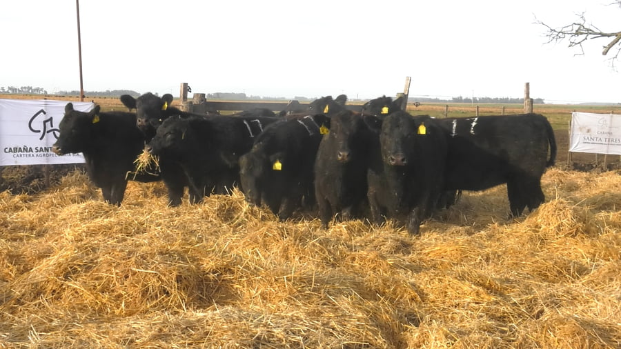 Lote Vaquillonas Negras Preñadas