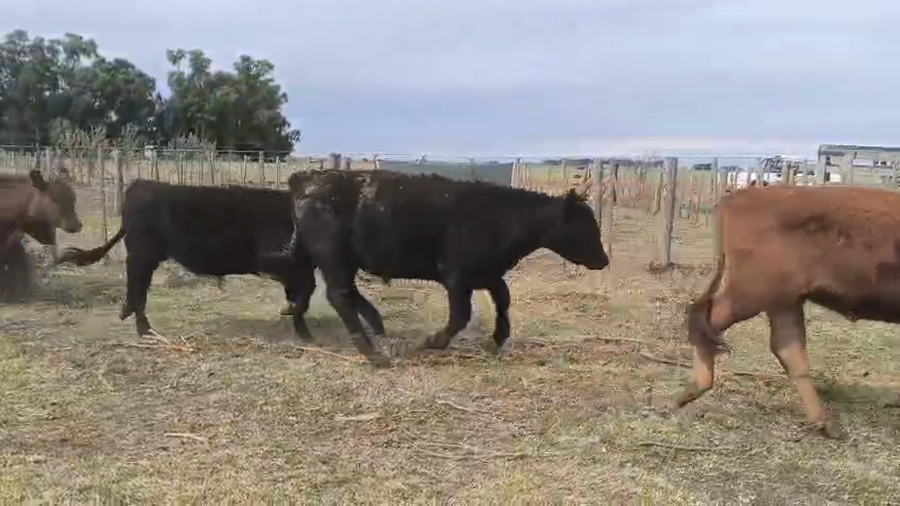 Lote 20 Terneros/as en Buenos Aires, Olavarría