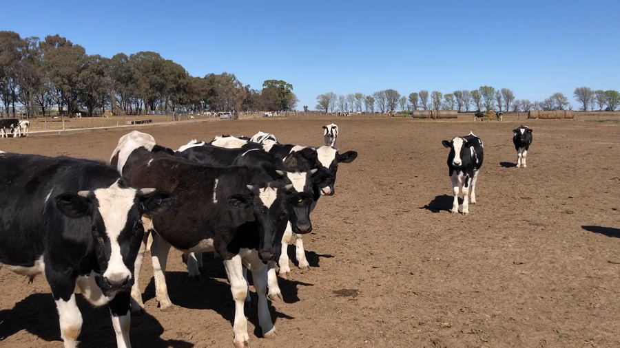 Lote 38 Terneros en Buenos Aires, América