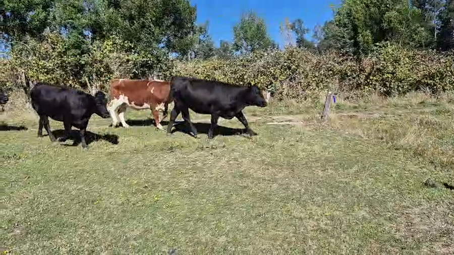 Lote 50 Vaquilla Engorda en Osorno, X Región Los Lagos