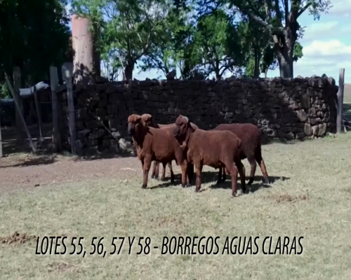Lote Borrego Negro
