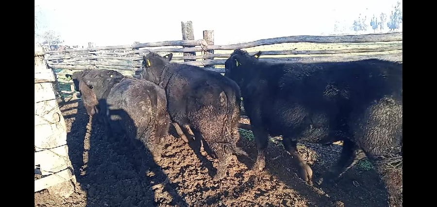 Lote 59 Novillo Engorda en Curicó, VII  Región Maule