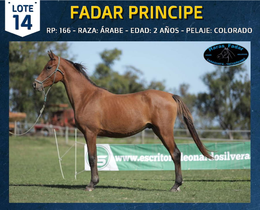 Lote FADAR PRINCIPE