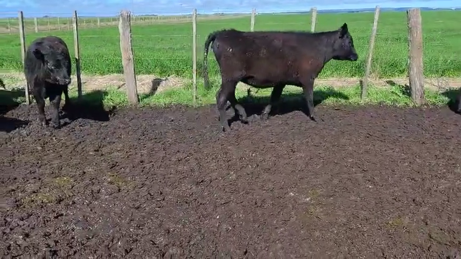Lote 104 Vaquillonas en Buenos Aires, Coronel Vidal