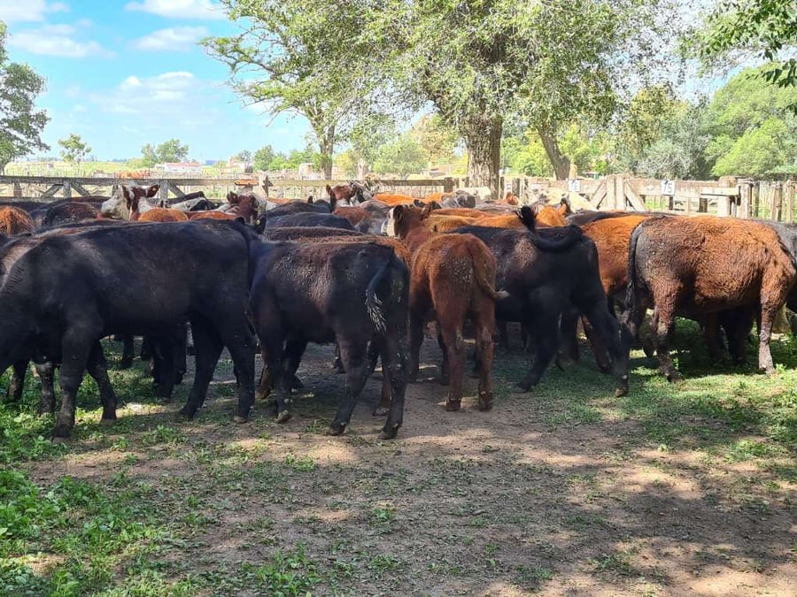 Lote 54 Novillitos en Gral. Lamadrid, Buenos Aires