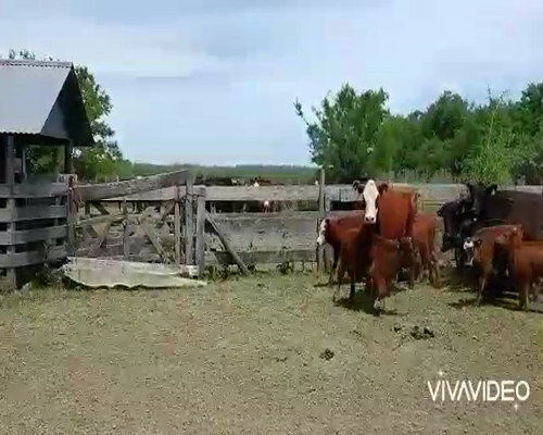 Lote 12 Vacas nuevas C/ cria en Brandsen, Buenos Aires