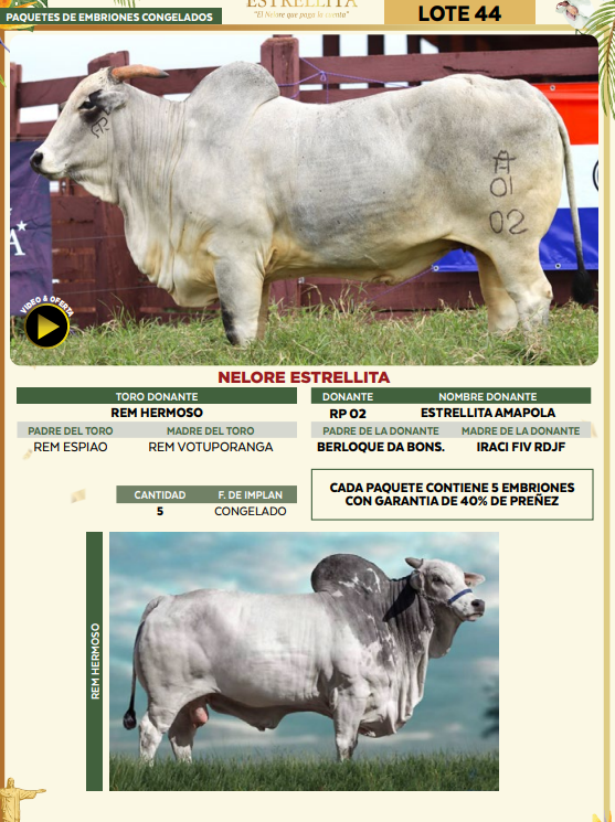 Lote LOTE 44